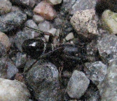 Castianeira cingulata
