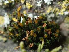 Orthotrichum ohioense