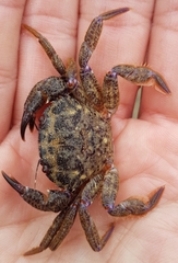 Nectocarcinus tuberculosus