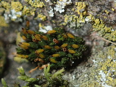 Orthotrichum ohioense