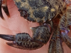 Nectocarcinus tuberculosus