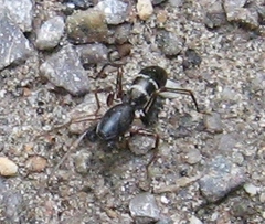 Castianeira cingulata