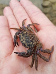Nectocarcinus tuberculosus