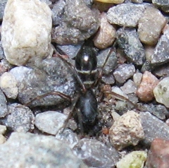 Castianeira cingulata