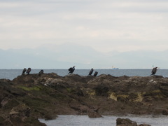 Phalacrocorax capillatus