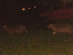 Hydrochoerus hydrochaeris