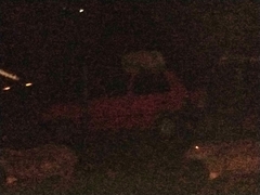 Hydrochoerus hydrochaeris