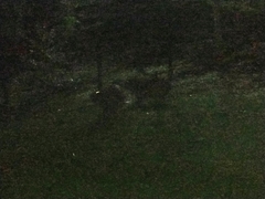 Hydrochoerus hydrochaeris