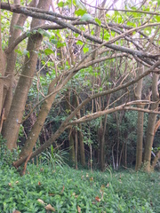 Erythrina ×sykesii