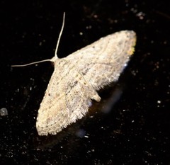 Araeopteron canescens