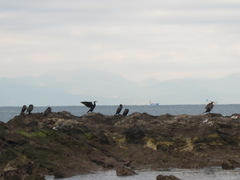 Phalacrocorax capillatus