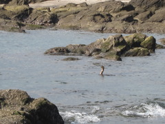 Phalacrocorax capillatus