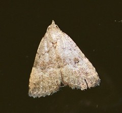 Tolpiodes oligolasia
