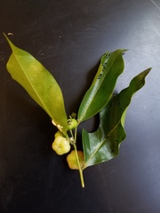 Phyllanthus mariannensis