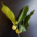 Phyllanthus mariannensis - Photo (c) mkargul, algunos derechos reservados (CC BY-NC), subido por mkargul