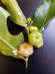 Phyllanthus mariannensis