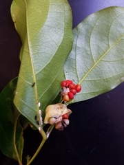 Phyllanthus mariannensis