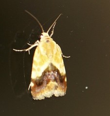Acontia detrita