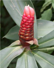 Costus