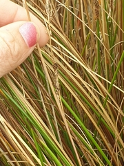 Carex buchananii
