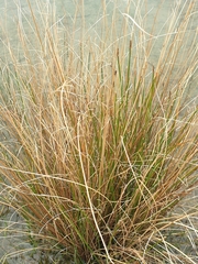 Carex buchananii