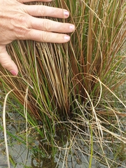 Carex buchananii