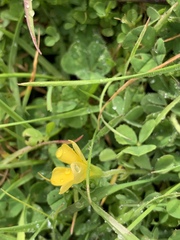 Oxalis pilosa
