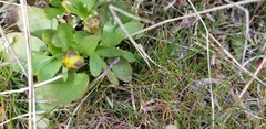 Ranunculus glaberrimus