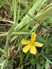 Oxalis pilosa