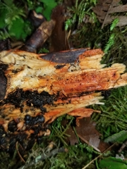 Phanerochaete sanguinea