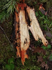 Phanerochaete sanguinea