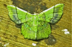 Neagathia corruptata