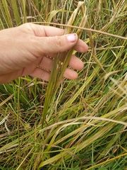 Carex coriacea