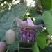 Passiflora seemannii - Photo (c) Erick Lux,  זכויות יוצרים חלקיות (CC BY-NC-SA)