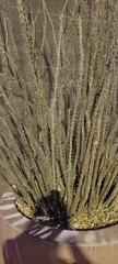 Fouquieriaceae