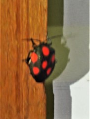 Brachystethus rubromaculatus