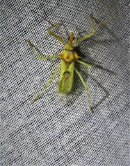 Ploeogaster