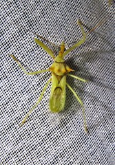 Ploeogaster