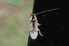 Prosoplus intercalaris