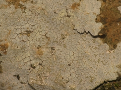 Trapelia placodioides