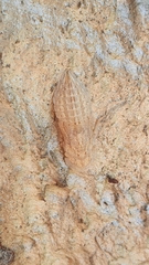Ledromorpha