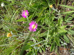 Delosperma sutherlandii