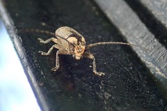 Prosoplus intercalaris