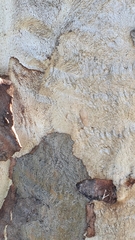 Ledromorpha