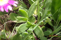 Delosperma sutherlandii