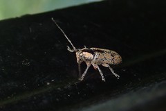 Prosoplus intercalaris