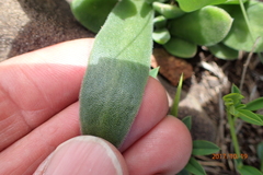 Delosperma sutherlandii