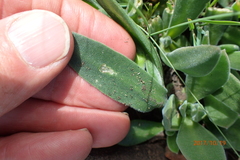 Delosperma sutherlandii