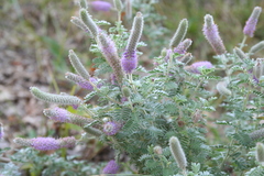 Dalea villosa