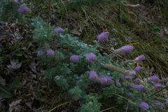 Dalea villosa